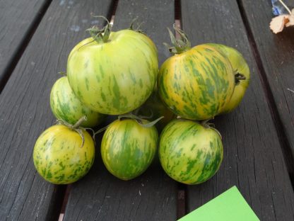 Tomato Green Zebra